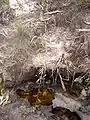 Nepenthes gracilis from Bako National Park