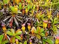 Offshoots bearing mature pitchers