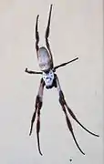 Back view, Western Australia female