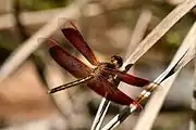 Male at rest