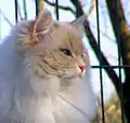 Cream lynx point adult male.