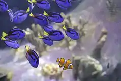 Regal Tang exhibit opened in the Biozone area.