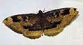 Erebus caprimulgus female