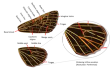 Noctuidae Wings Figure 5