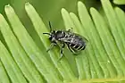 Nomia sp. - bees of this genus are known pollinators (namely Nomia punctulata)