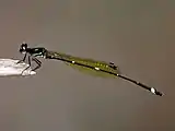 Male in Cairns