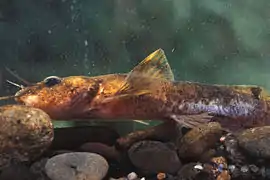 Noturus flavipinnis