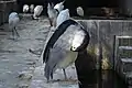 Ardea cinerea standing on one leg at their frame