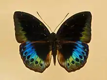 L. dirtea (male)