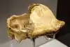 OH 9, partial skull