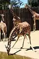 Giraffe drinking