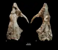 Preserved skull photograph, consisting of a near complete skull missing some of the left side