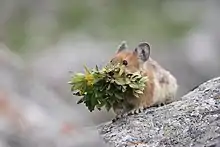 Brown pika with plants in its mouth
