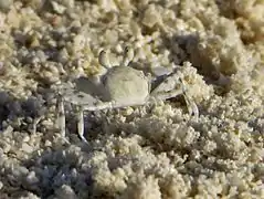 Ocypode pallidula