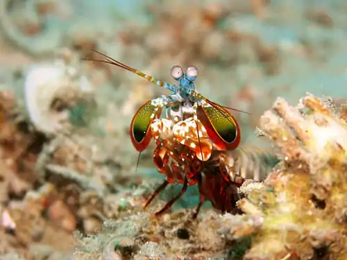 Image 23Mantis shrimpCredit: Jens PetersenMantis shrimp (peacock mantis shrimp – Odontodactylus scyllarus – pictured) are marine crustaceans of the order Stomatopoda. They take their name from the physical resemblance to praying mantises and shrimp.More selected pictures