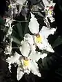 Odontoglossum crispumflowers