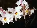 Odontoglossum crispumPacho typusflowers