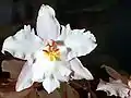 Odontoglossum crispumPacho typusflower