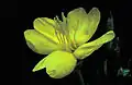 Evening primrose