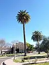 Tall, Old Canary Island Palm in Phoenix Arizona.