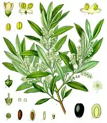 19th-century illustration