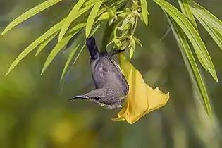 Female C. j. flammaxillarisThailand