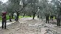 The Olive Fruit Harvest.