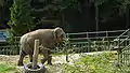 Indian elephant