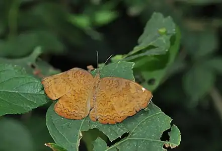 Dorsal view