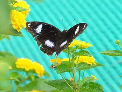 Dorsal view