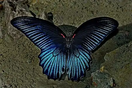 Dorsal view