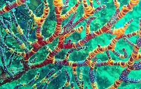 Wrapped by dozens around a gorgonian