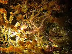 Ophiothrix purpurea