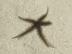 Ophiothrix sp.