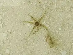 Ophiactis sp.