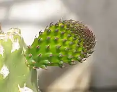 Bud completes pad transformation ►