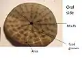 Diagram of oral side