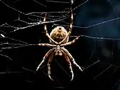A large garden spider waits in the centre of its web.