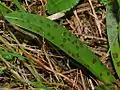 Leaf