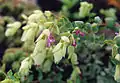 Origanum libanoticum