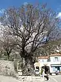 The Gorbio elm, Alpes-Maritimes, planted in 1713 (2010)