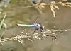 Orthetrum brunneum