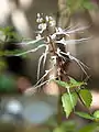 Orthosiphon stamineus in Malaysia