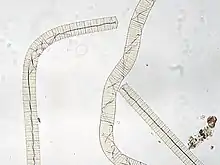 "Oscillatoria princeps"