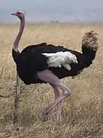 The common ostrich is the heaviest and tallest living bird weighing up to 156.8&nbsp;kg (346&nbsp;lb) and standing up to 2.8&nbsp;m (9.2&nbsp;ft) tall.