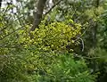 In bloom