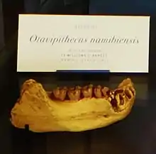 Fossil jawbone of "Otavipithecus namibiensis" at the National Museum of Natural History, France