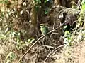 Blue tailed bee-eater