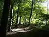 Oveys Wood