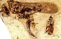 Fossil of Sinoelcana minuta from the Jurassic of China